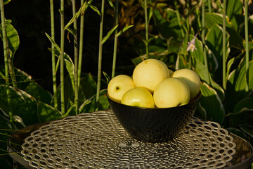 żółte jabłka w szkalnej misce na tle ogrodu, dojrzałe jabłka wczesne w czarnej misce na stoliku w ogrodzie,  „Papierówka”, „Oliwka Żółta”, first apples of the season, the earliest apples in the bowl