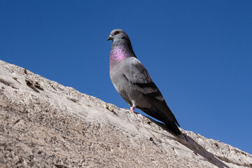 Close up of pigeon perched on stone wall
