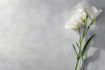 Elegant minimalist composition featuring white freesia flowers on a gray background, perfect for conveying purity and simplicity
