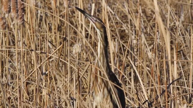 Closeup view of an American Bittern camouflaged in marsh grasses, with ambient sound, part 3 of 3