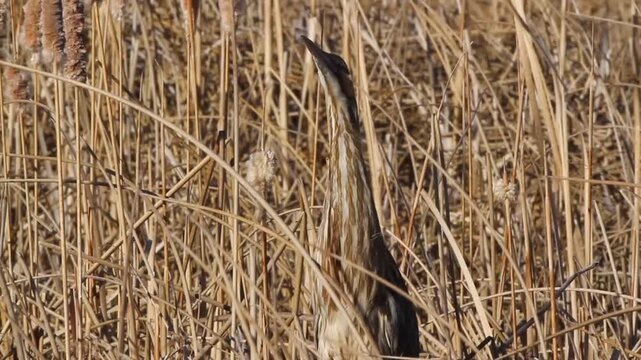 Closeup view of an American Bittern preening in marsh grasses, with ambient sound, part 1 of 3