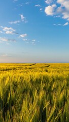 Fototapeta premium Vast golden field under a blue sky with scattered clouds