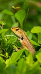 Obraz premium Lizard amidst lush green foliage