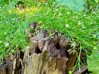 Weathered tree stump overgrown with grass creating a natural rustic scene 