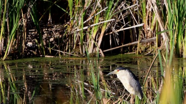 Black-crowned Night Heron is a rare sight in the marsh at Alamosa National Wildlife Refuge in Colorado