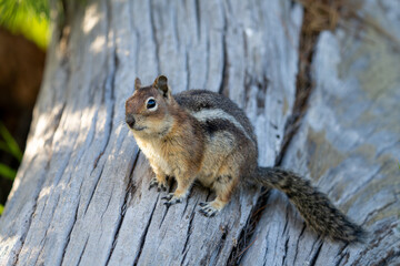 Close-up of American Chipmunk on Mount Rainier, Pacific Northwest Wildlife