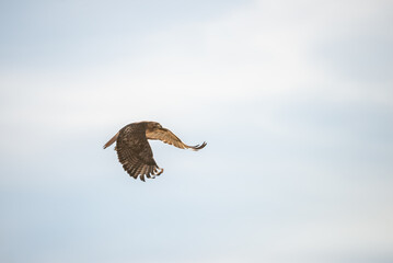 Red tailed hawk taking flight