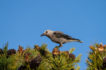 Bird on Mount Rainier, Pacific Northwest Wildlife
