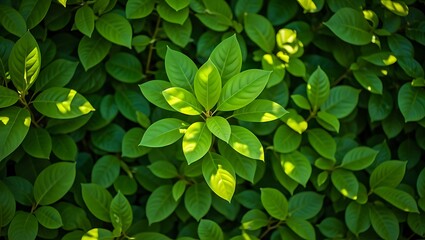 Vibrant green leaves bathed in dappled sunlight creating a natural abstract pattern