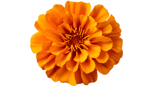 Orange marigold flower bloom isolated on a transparent background 1
