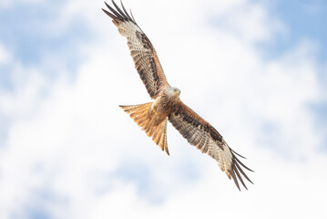 Red Kite in Flight
