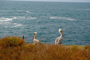 California brown pelicans in la jolla cove san diego california on summer day