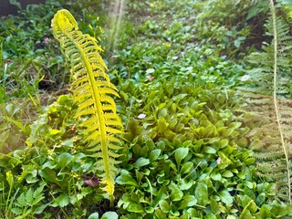 Small young fern illuminated by sunlight with fresh green leaves in nature 