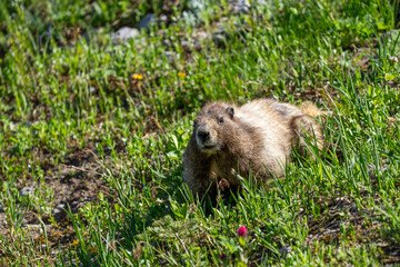 Marmot on Mount Rainier, Wild Alpine Wildlife in Pacific Northwest