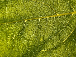 Detailed macro view of a green leaf showing veins and natural texture 