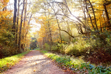Beautiful Scenic Autumn Path through the Woods