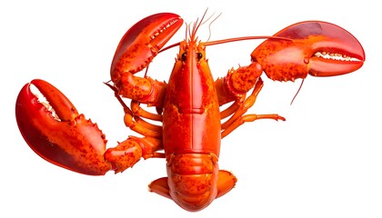 Vibrant lobster against a plain white background.
