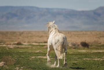 Obraz premium A white mustang running into the desert in Utah, USA