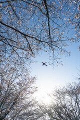 青空に舞う飛行機と桜