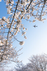 青空に舞う飛行機と桜