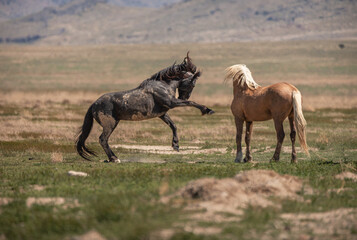 A wild stallion acting aggressively towards a mare in the Utah, USA desert