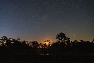 Naklejka premium Magical night sky full of stars and a rising moon over a silhouetted pine forest in an Estonian bog.
