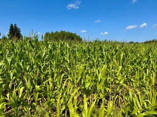 Obraz premium Expansive field of green unripe corn under natural sunlight 