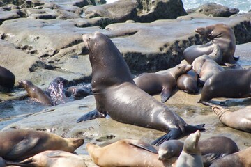 Sea lions in La Jolla Cove, San Diego, California during summer time