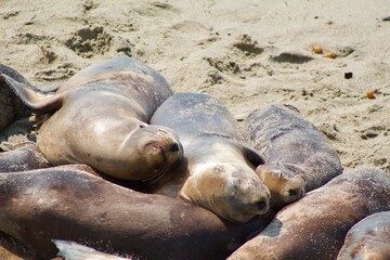 Sea lions sleeping in a group in La Jolla Cove, San Diego, California during summer time