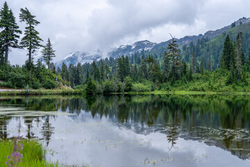 Cloudy Forest at Mount Baker, Misty Pacific Northwest Wilderness Landscape