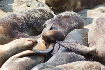 Sea lions sleeping in a group in La Jolla Cove, San Diego, California during summer time