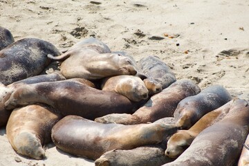 Sea lions sleeping in a group in La Jolla Cove, San Diego, California during summer time