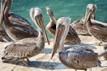 California brown pelicans in la jolla cove san diego california on summer day