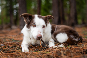 15-Year-Old Border Collie Chewing a Stick in the Forest