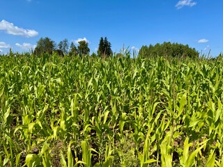 Expansive field of green unripe corn under natural sunlight 