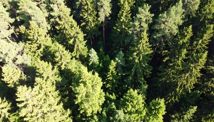 Fototapeta premium Lush green forest canopy, seen from above, displays a dense array of coniferous trees.