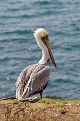 California brown pelican in la jolla cove san diego california on summer day