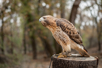 Unreleasable Red-Tailed Hawk perched on a stump
