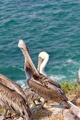 California brown pelican in la jolla cove san diego california on summer day
