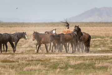 A fight among wild horses in the Utah desert