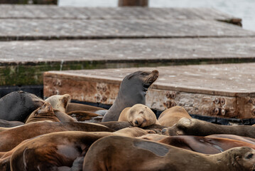 Sea lion colony resting on a floating dock near a pier in San Francisco