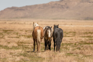 Three mustangs watching each others backs in the Utah desert