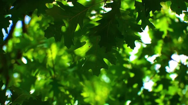 Green oak tree branch with bokeh, sun shining through with lens flare. Green leaves waving in the wind. Sunbeam breaking through the leaves. Warm summer forest light