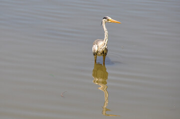 great blue heron in the water