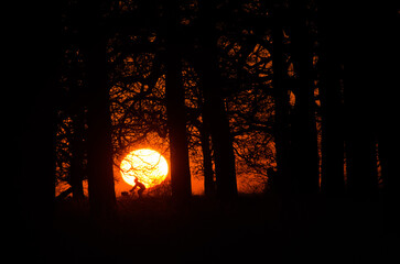 Fototapeta premium A silhouetted figure rides a bicycle in front of a large setting sun, framed by dark trees, creating a dramatic and striking image.