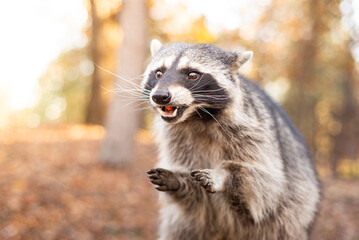 Close-up of a raccoon eating