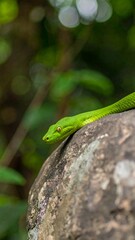 Fototapeta premium Green snake on rock in jungle
