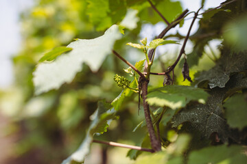 Close-up of lush green grapevines symbolizing growth and nature's bounty.