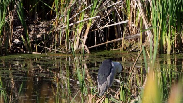Black-crowned Night Heron is a rare sight in the marsh at Alamosa National Wildlife Refuge in Colorado