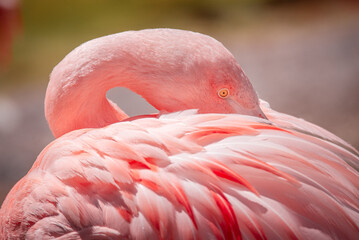 Fototapeta premium Close-up of a Chilean Flamingo resting